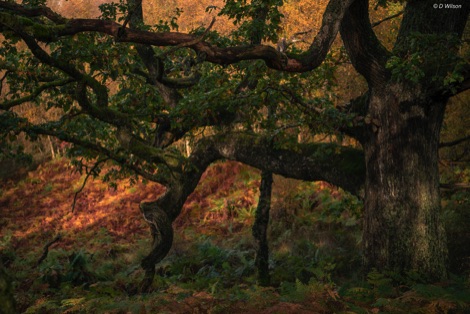 Veteran tree, Langholm
